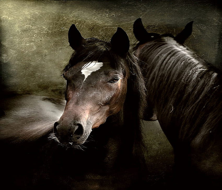 VALENTINE BEAUTIES, pair, horses, black HD wallpaper