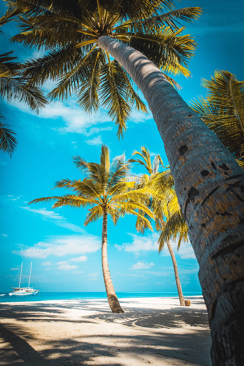 Nature, Beach, Sand, Palms, Tropics, Paradise HD phone wallpaper