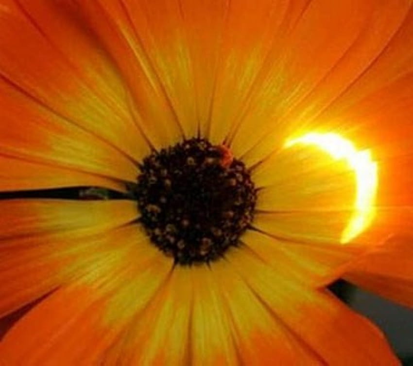 Eclipse of a Flower, nature, eclipse, digiatl art, flower HD wallpaper