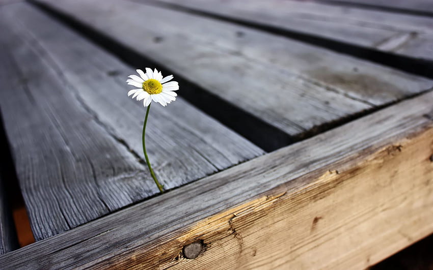 Flowers, Camomile, Flower, Chamomile, Planks, Board, Nail HD wallpaper