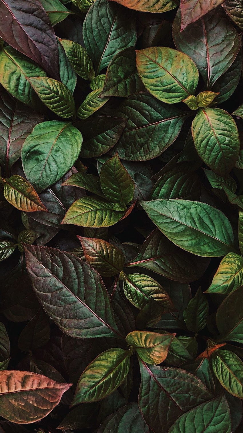 Grüne Blätter, Pflanzen, frisch, Flora, . Natur, Pflanzen, schön HD-Handy-Hintergrundbild