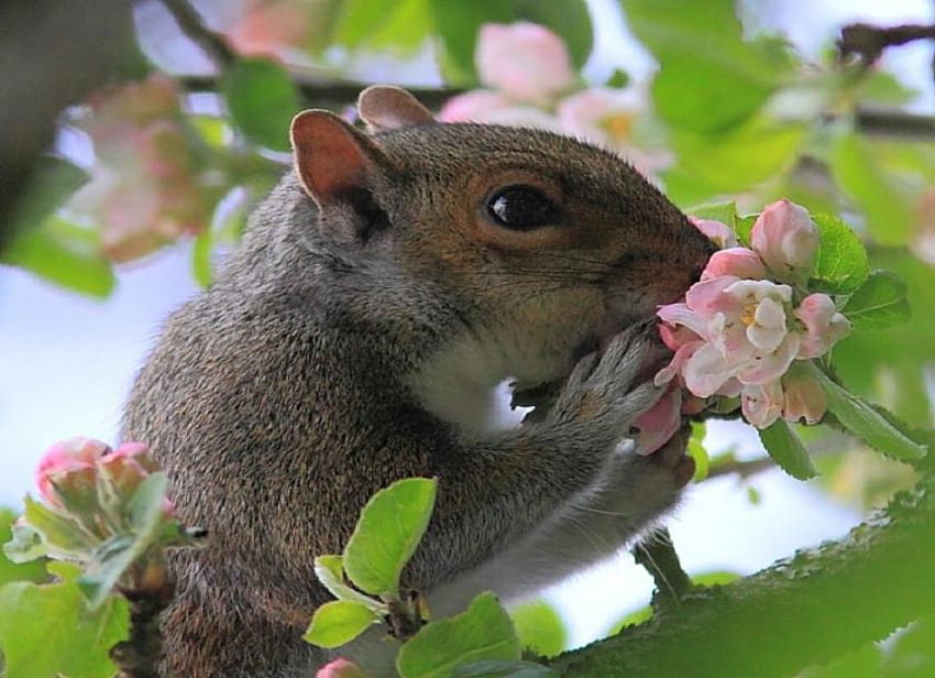 Smell the Blossom, branch, grey, cute, apple blossom, squirrel, tree HD wallpaper