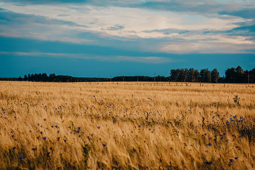 naturaleza, flores, acianos azules, trigo, campo fondo de pantalla