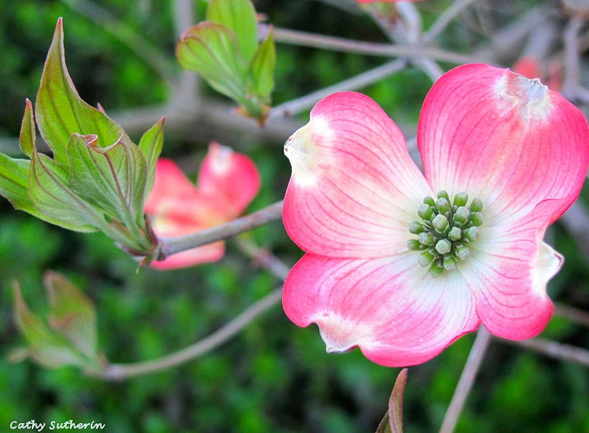 ฤดูใบไม้ผลิ บลอสซั่ม สาขา ดอกไม้ ใบไม้ ธรรมชาติ ดอก ต้นไม้ ดอกวูด วอลล์เปเปอร์ HD