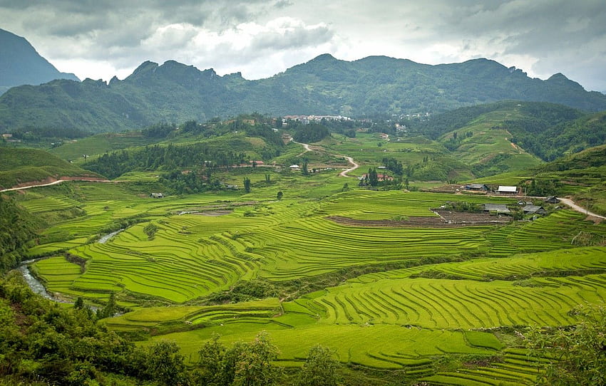 summer, mountains, Asia, Vietnam, Mountain, Summer, Rice Field HD wallpaper