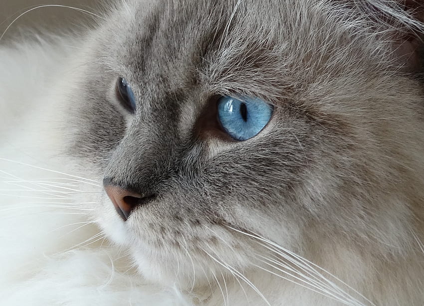 Животни, котка, пухкав, муцуна, сини очи, синеоки HD тапет