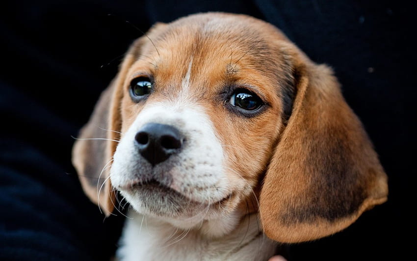 Beagle, payer, chien, chiens, mignon, chiots, beauté, visage de chien, animaux, adorable, doux, beau, espiègle, chien espiègle, chiot, joli, visage, adorable, bulles Fond d'écran HD