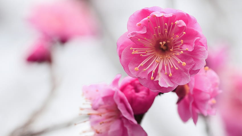 Preview pink, flowers, branch, apricot, blossom, close-up HD wallpaper