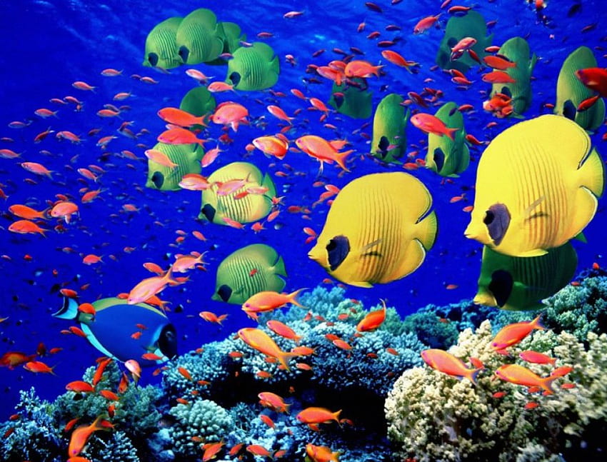 海 サンゴ礁 魚、魚、動物 高画質の壁紙