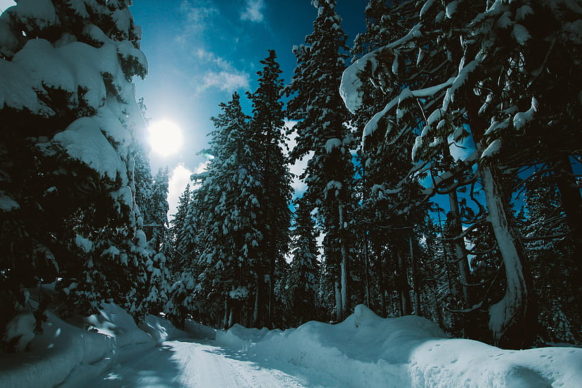 inverno, natureza, árvores, neve, estrada, floresta, luz solar papel de parede HD