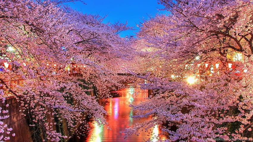 Cherry Blossom Tree Background, Japanese Blossom Tree HD wallpaper