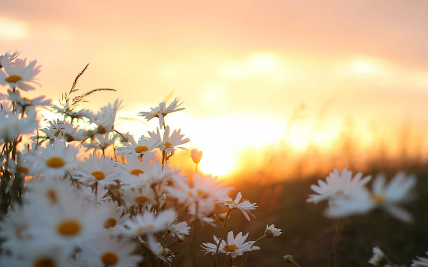 Hoa cúc trắng sẽ đưa bạn tới những cánh đồng hoa rực rỡ và đầy tươi trẻ, sẽ để lại ấn tượng mạnh mẽ trong lòng bạn. Với những hình nền tràn đầy màu sắc và tuyệt đẹp này, bạn sẽ có thể cảm nhận được tình yêu và sự thân thiết của thiên nhiên. 