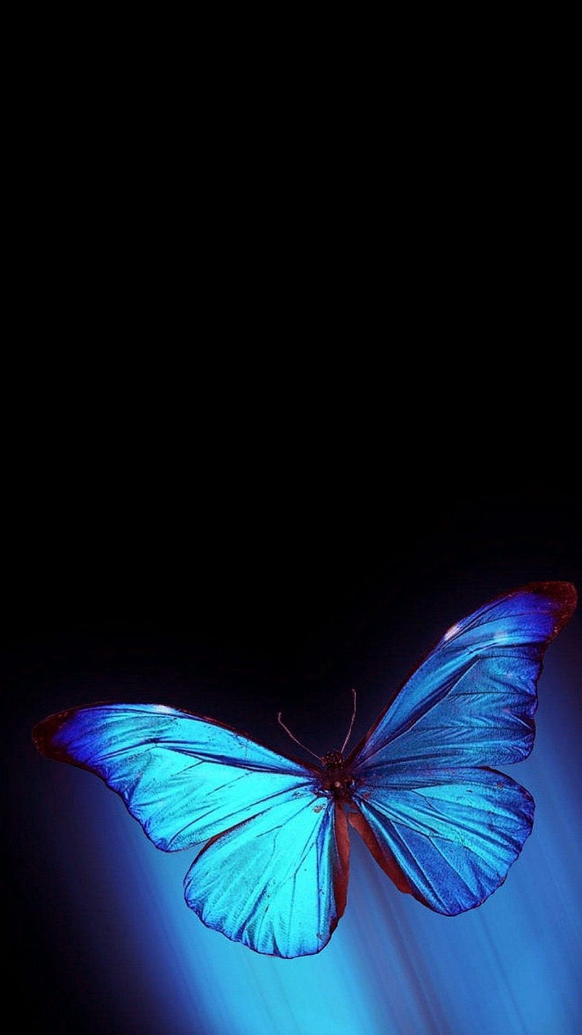 Aesthetic Blue Butterfly , Dark Blue Butterfly HD phone wallpaper