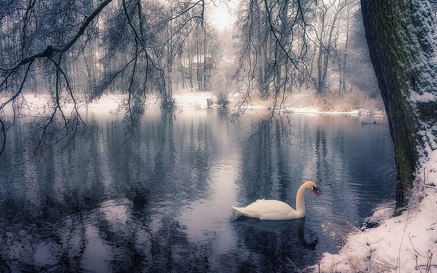 Cisne en invierno, árboles, río, agua, nieve. fondo de pantalla