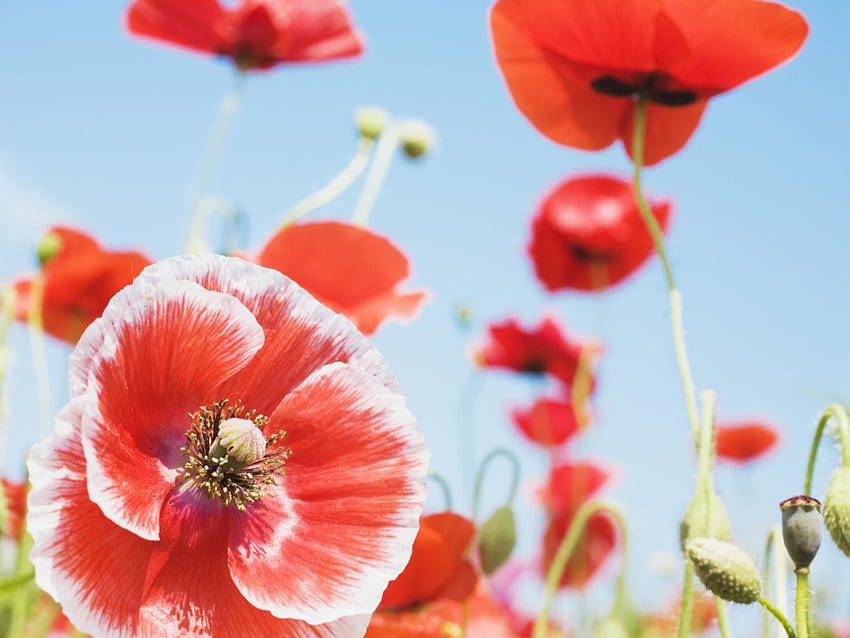 Red Poppies, poppies, garden, red flowers HD wallpaper