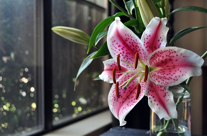 Flowers, Flower, Spotted, Window, Vase, Lily, Stamens HD wallpaper