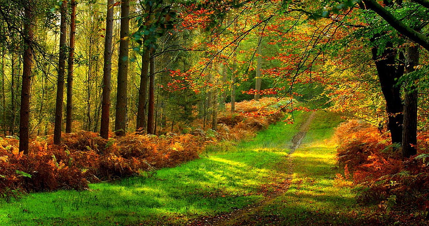 camino forestal colorido ultra. ololoshenka., Bosque Oscuro Ultra fondo de pantalla