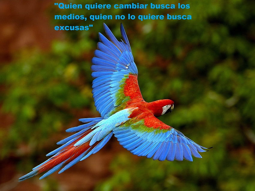 GUACAMAYA. Zwierzęta z lasów deszczowych, Ptaki domowe, Piękny ptak Tapeta HD