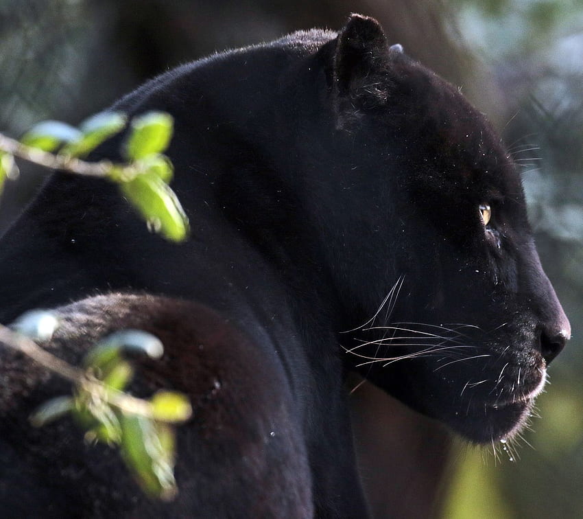 Ultra Black Panther Animal, Cool Black Panther Animal HD wallpaper