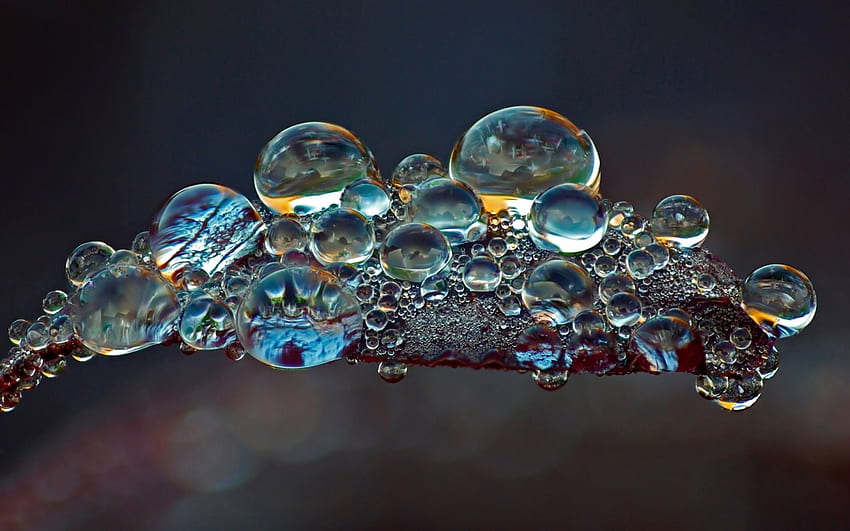 Water drops on a leaf, blue, leaf, nature, water drops, dew, macro HD wallpaper