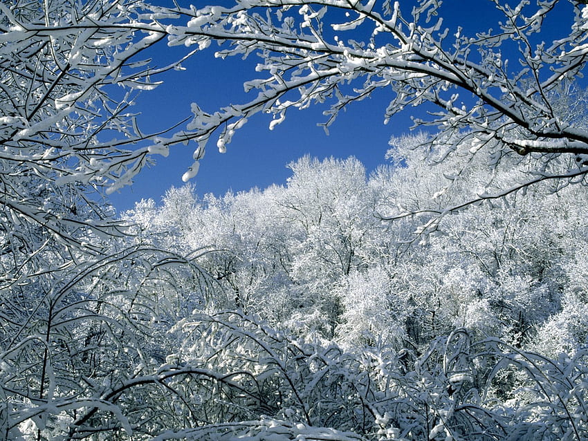 paisagem, inverno, árvores, neve papel de parede HD