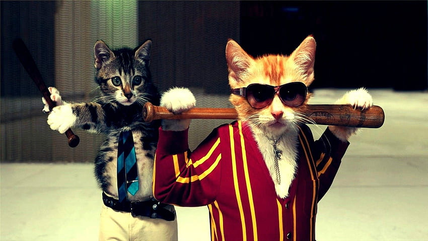 Gang cats . Funny cat, Weird Cat HD wallpaper
