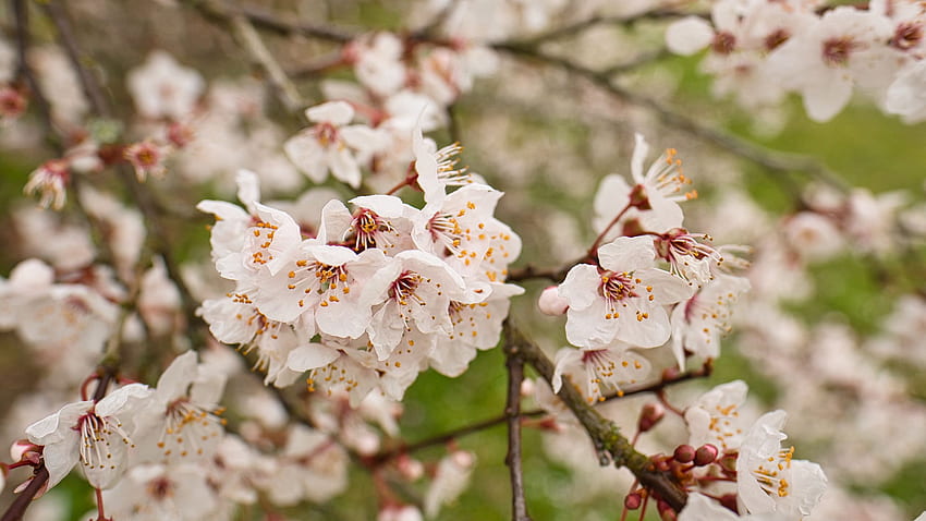 Flores brancas de damasco Sakura, pétalas, galhos de árvores em flores de fundo desfocadas papel de parede HD
