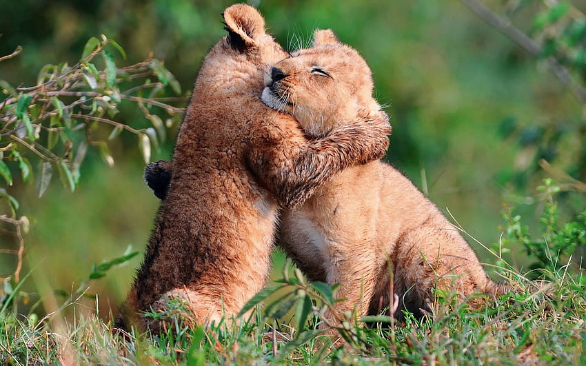 Animals, Grass, Young, Care, Cubs, Embrace, Lion Cubs HD wallpaper