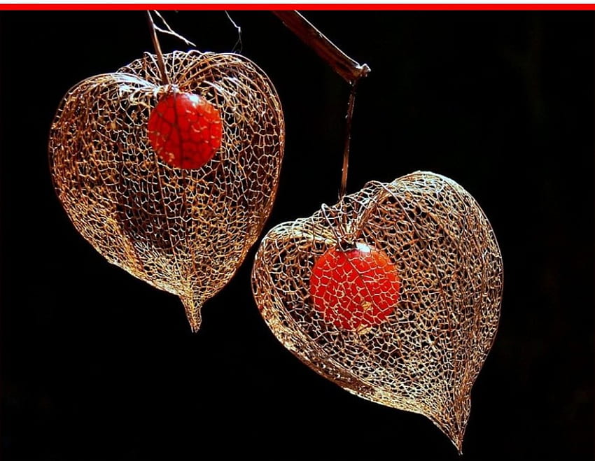 Physalis Solanace Blume, Grafik, Blume, Rot, Form, Natur, Herz HD-Hintergrundbild
