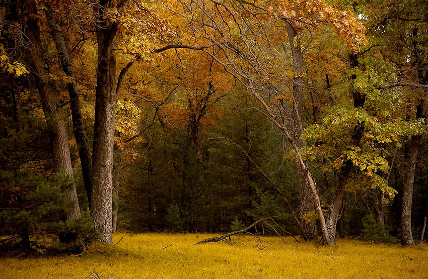 秋、木、秋、森、フィールド 高画質の壁紙