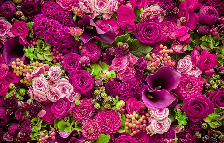 ดอกไม้ ดอกกุหลาบ สีชมพู ดอกตูม สีชมพู ดอกไม้ สวยงาม โรแมนติก สีม่วง กุหลาบ สำหรับ ส่วน цветы วอลล์เปเปอร์ HD