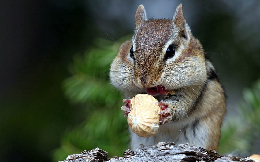 Animals, Squirrel, Food, Muzzle, Nut HD wallpaper