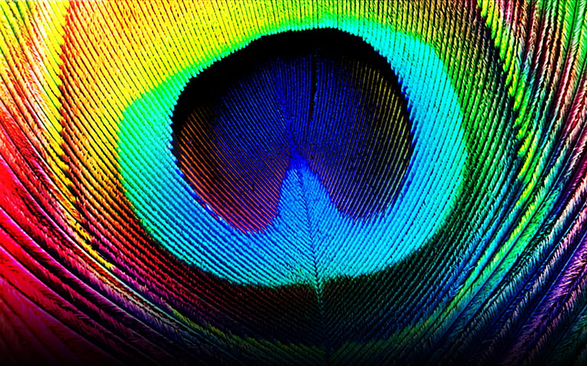 Rainbow Feather , Colorful Feather HD wallpaper