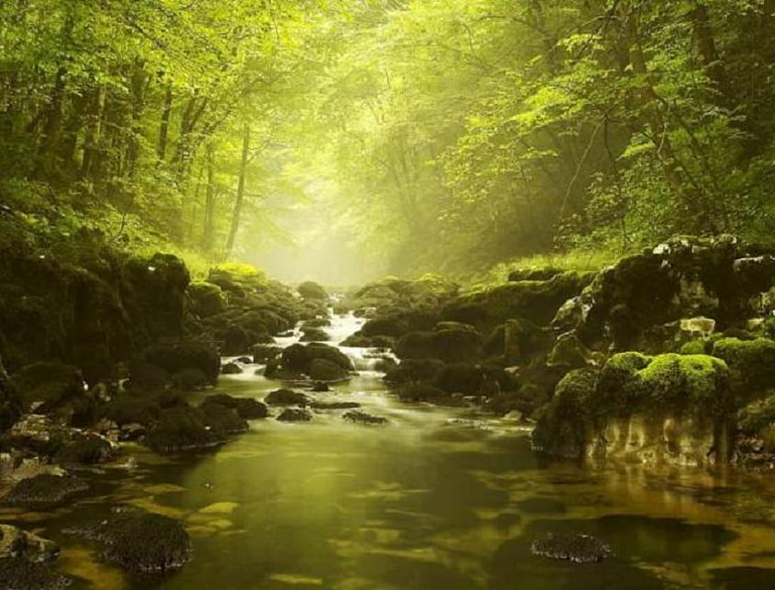 Tranquilidad, río, musgo, verde, rocas, bosque, piedras. fondo de pantalla