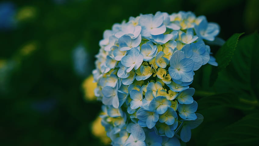 Flores, Luz, Pétalos, Desenfoque, Suave, Primer plano, Color claro, Hortensias fondo de pantalla
