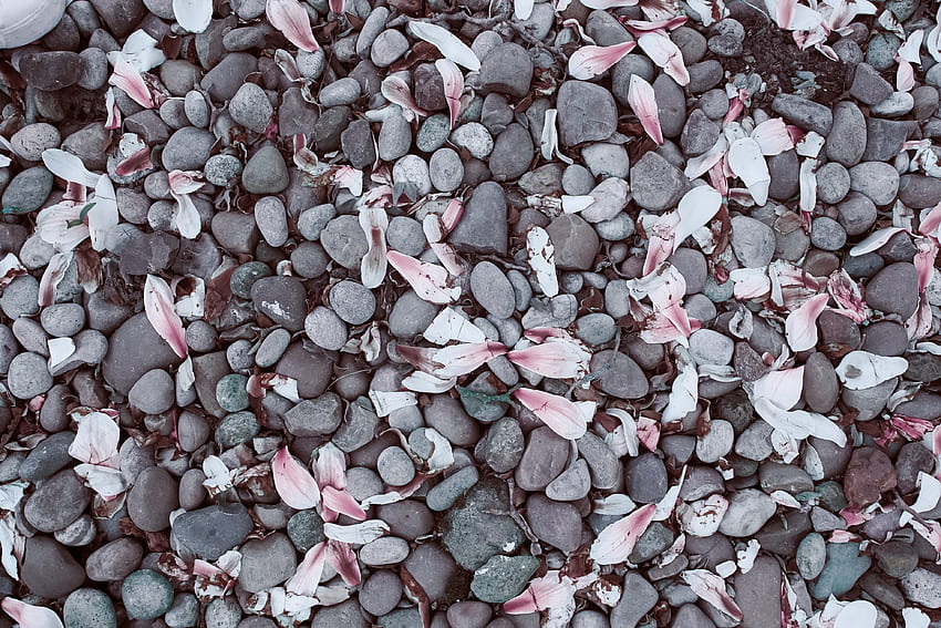 Stones, Leaves, , , Magnolia, Magnolias HD wallpaper