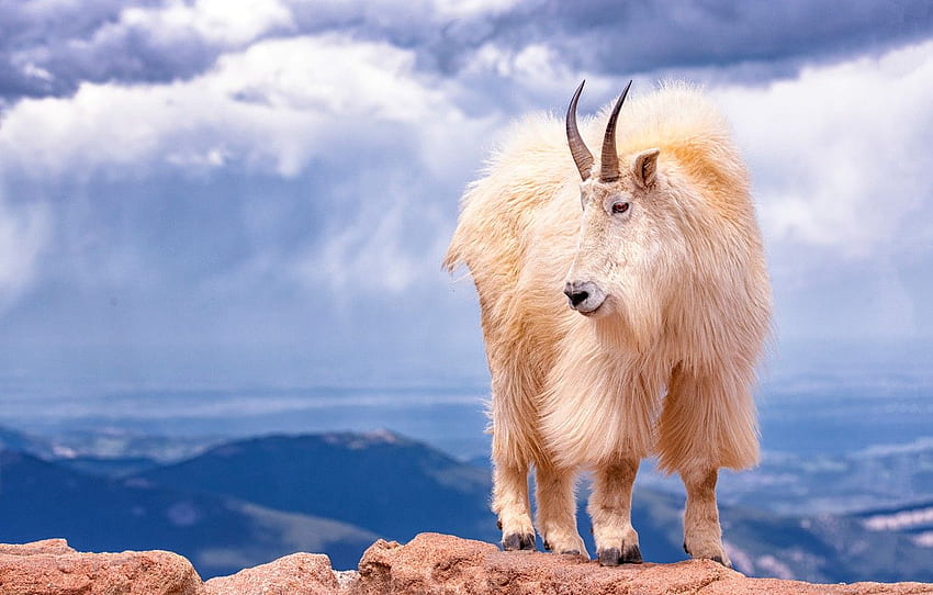 white, the sky, clouds, mountains, open, rocks, height, wool, horns, white, mountain, goat, mountain, goat, mountain goat for , section животные HD wallpaper
