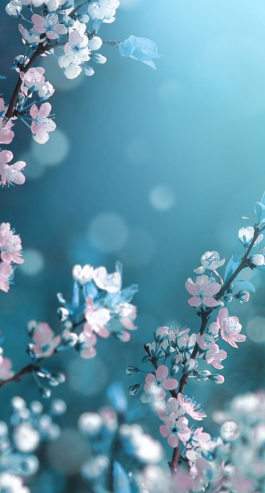 Sakura . Flowers graphy , Blue flower , Beautiful background, Flower Theme  HD phone wallpaper | Pxfuel