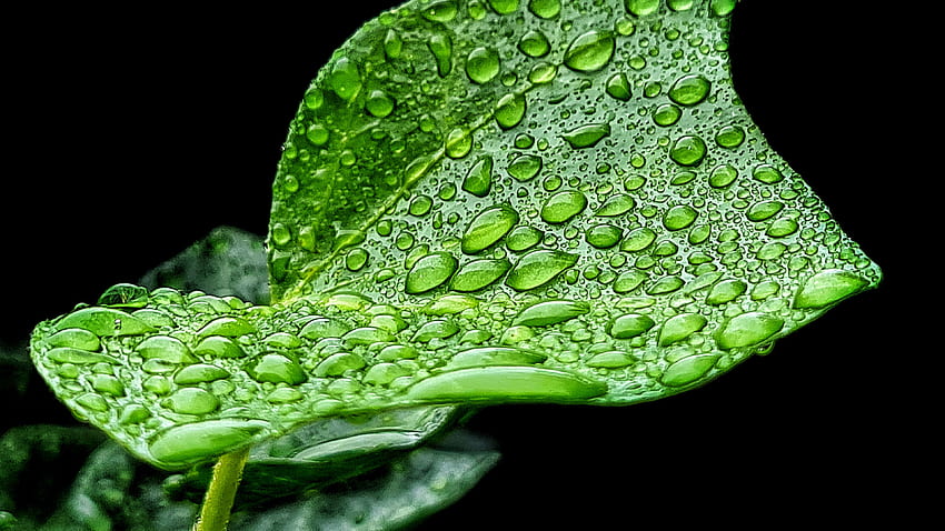 Green Leaf Rain Drops Macro Dark Background graphy graphy HD wallpaper