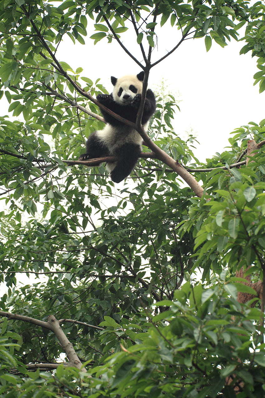 Funny, Animals, Wood, Tree, Animal, Panda HD phone wallpaper