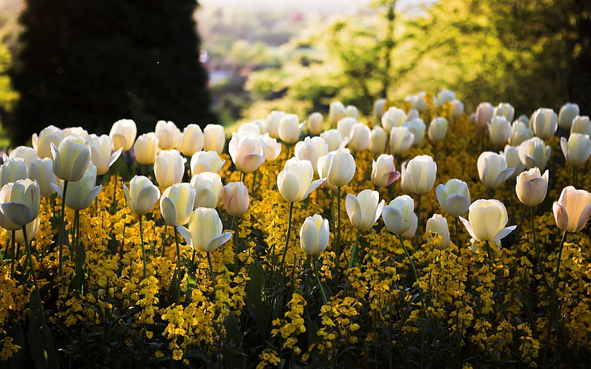 ธรรมชาติ ดอกไม้ หญ้า ทิวลิป โพลีอานา ทุ่งโล่ง วอลล์เปเปอร์ HD