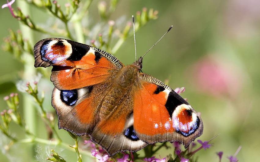Schmetterlingsträume, Pfau, Schmetterling HD-Hintergrundbild
