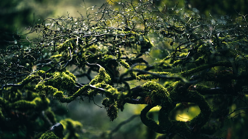 Nature, Drops, Branches, Moss HD wallpaper