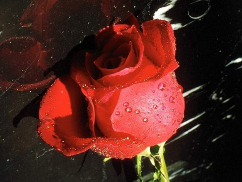 Red Rose, rose, flowers, red, flower HD wallpaper