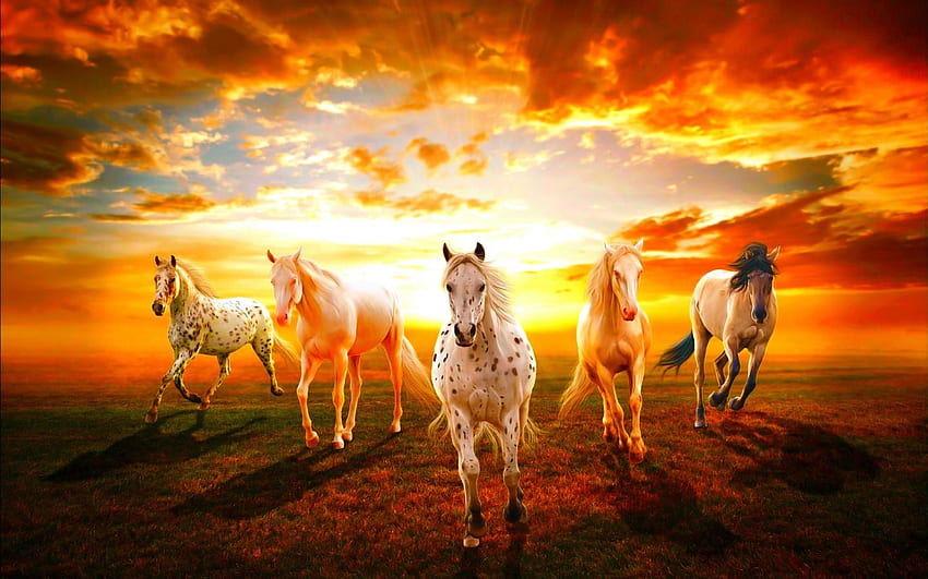 Papel De Parede Paisagem Animais Cavalo Pulando Céu M² Anm84