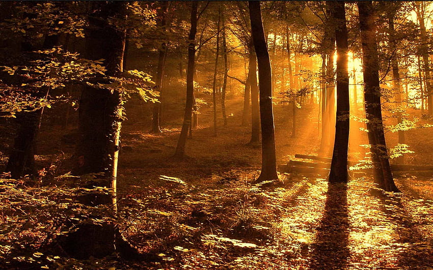 Sunray In The Woods Sunray Woods. Nature for Mobile HD wallpaper