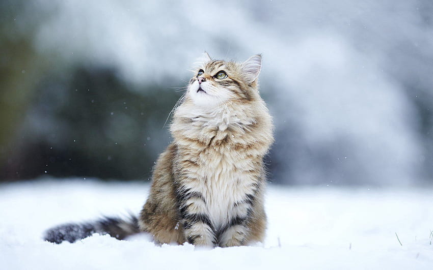 Gato, Animales, Nieve, Esponjoso, Vista, Opinión fondo de pantalla