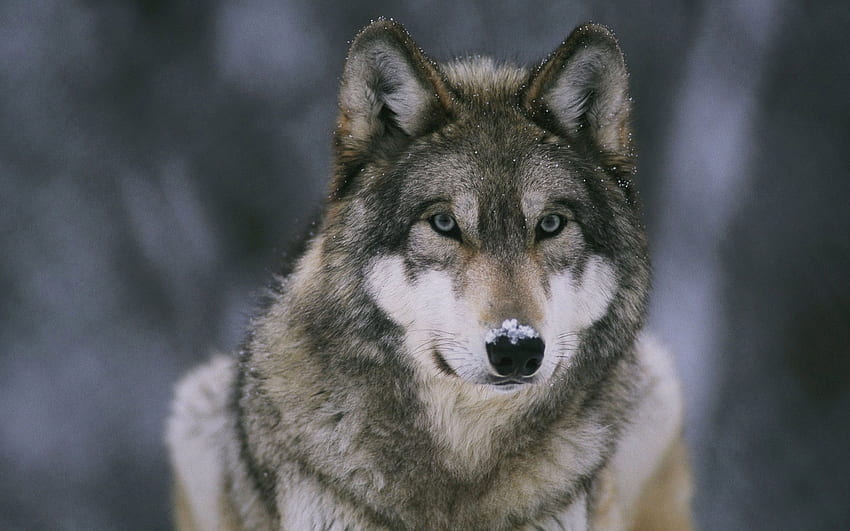 Wolf - Full search. sprout 37. Wolf, Wolf, Timber Wolf HD wallpaper