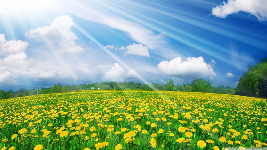 pole mniszka lekarskiego, promienie światła, światło słoneczne, wiosna, mlecze, abstrakcyjny, słońce, światło słoneczne, scena, kraj, pola, chmury, natura, niebo, kwiaty, las Tapeta HD