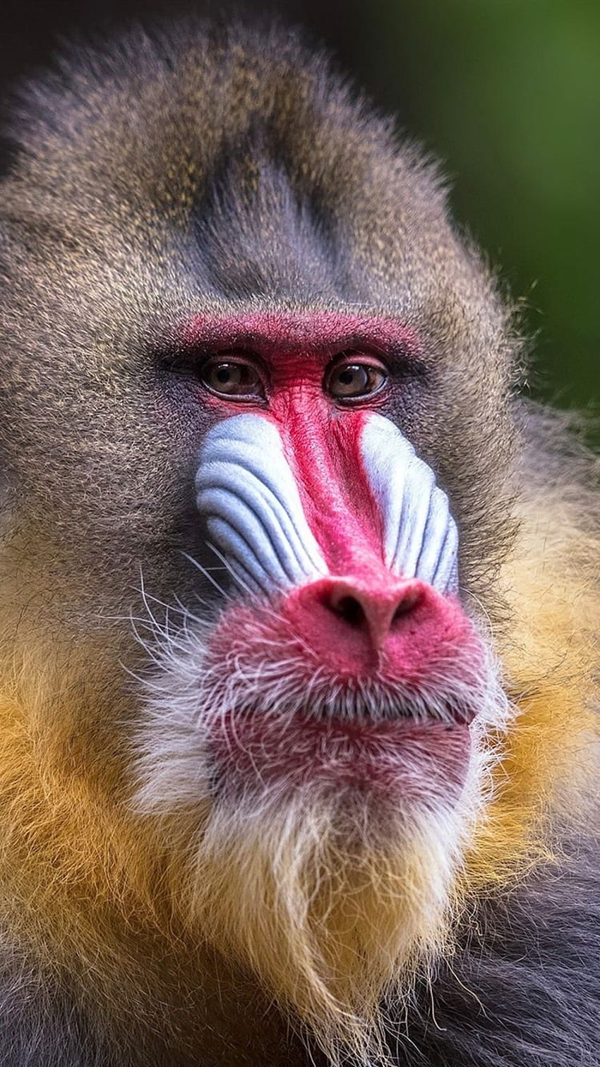 Monkey, Front View, Mammal IPhone 8 7 6 6S HD phone wallpaper